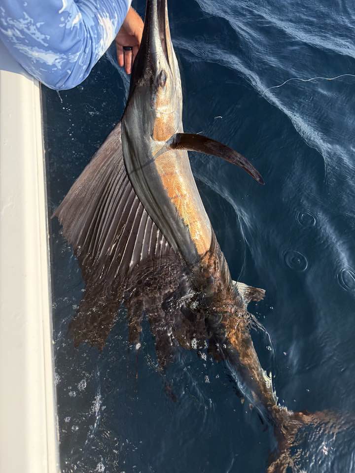 Rachel - Sailfish
